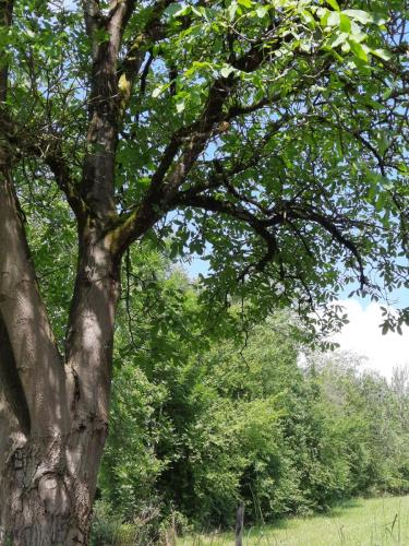 Alter Nussbaum bietet Schatten im Sommer